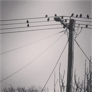 Birds on the Wire 7 2015