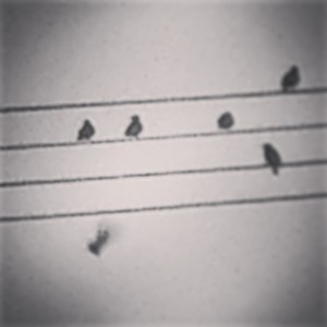 Birds on the Wire 2 2015