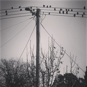 Birds on the Wire 4 2015