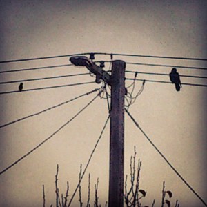 Birds on the Wire 8 2015