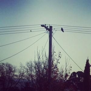 Birds on the Wire 3 2015