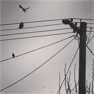 Birds on the Wire 6 2015