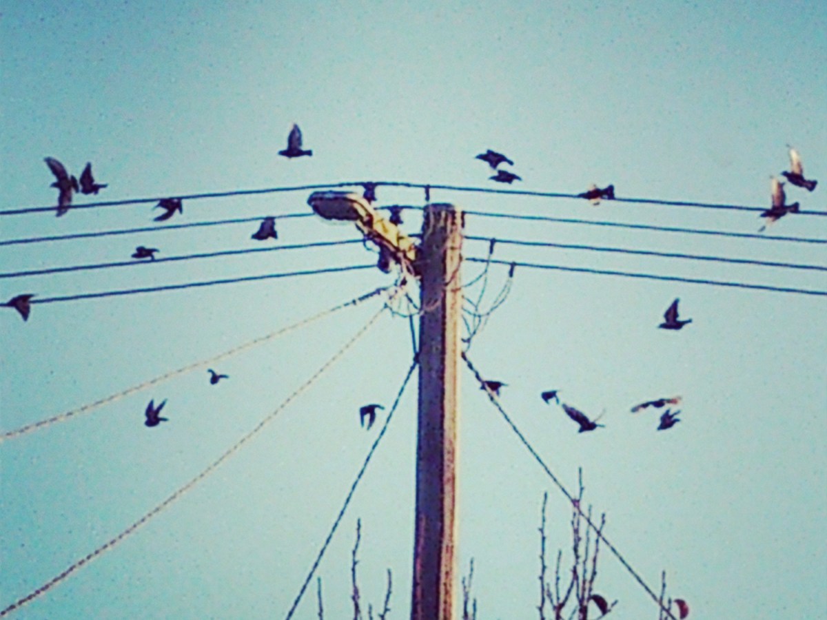 Birds on a&nbsp;Wire