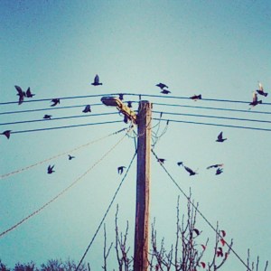 Birds on the Wire 5 2015
